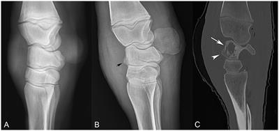 Rhodococcus equi Joint Sepsis and Osteomyelitis Is Associated With a Grave Prognosis in Foals